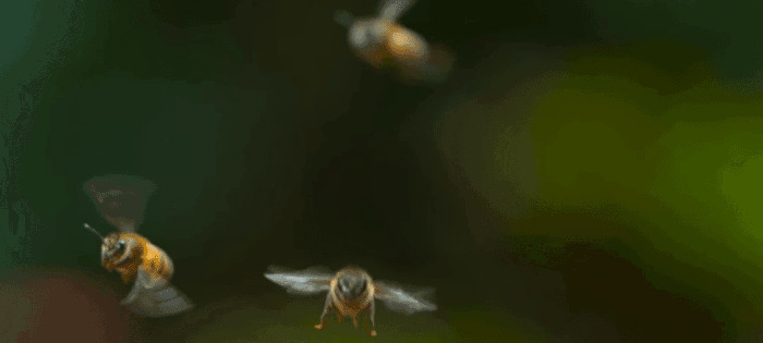 飞舞的小蜜蜂gif图片:小蜜蜂