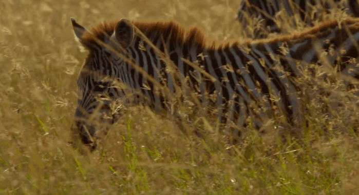 草原上的斑马gif图片:斑马