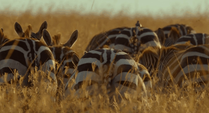 草原上一群可爱的斑马gif图片