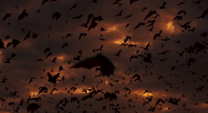 黄昏下的蝙蝠gif图片:蝙蝠