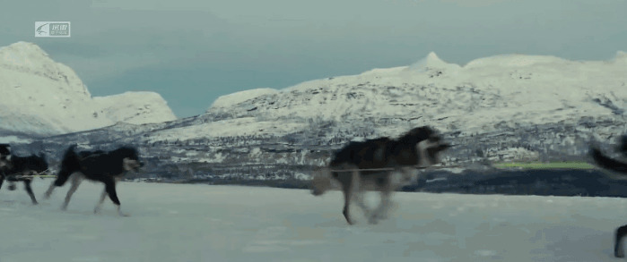 一群狗狗在雪地里面拉雪橇gif图片