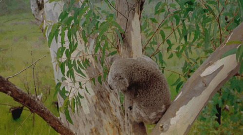 趴在树上的树袋熊GIF图片:树袋熊
