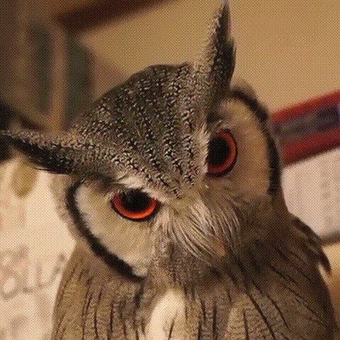 生气的猫头鹰GIF图片:猫头鹰