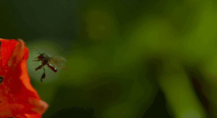被露水打落的蜜蜂GIF图片