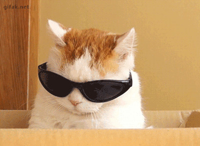 耍酷的猫猫戴墨镜GIF图片:猫猫