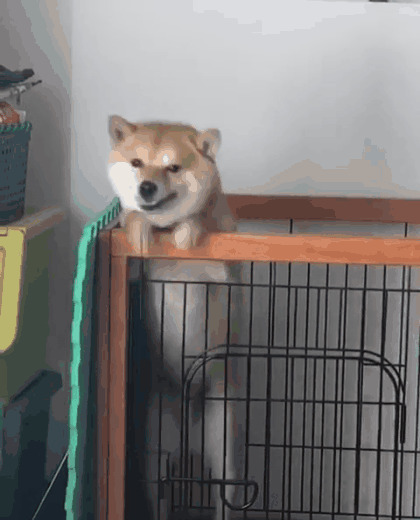 努力跳出笼子的小狗狗GIF图片:小狗狗