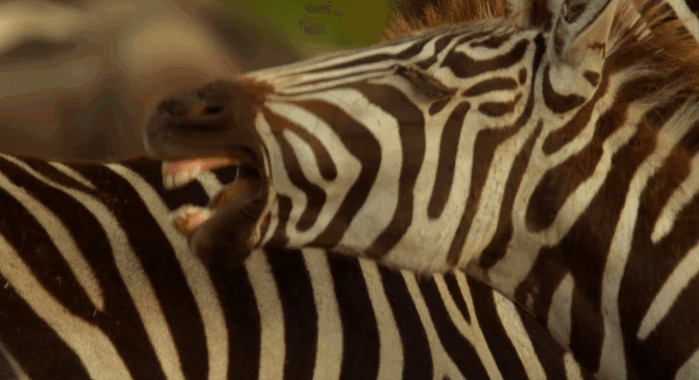 鸣叫的斑马GIF图片:斑马