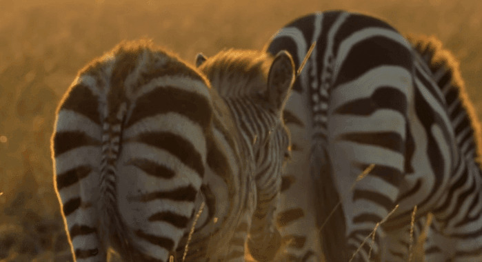 草原上行走的斑马GIF图片:斑马
