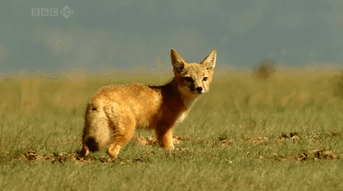 草原上的小狐狸GIF图片:狐狸