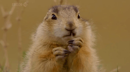 小仓鼠快速的吃食物GIF图片:小仓鼠