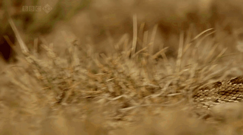 草地上寻找猎物的花蛇GIF图片