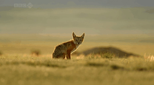 一只孤独的小狼GIF图片:小狼