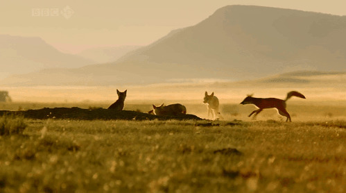 几只狐狸在斗架GIF图片