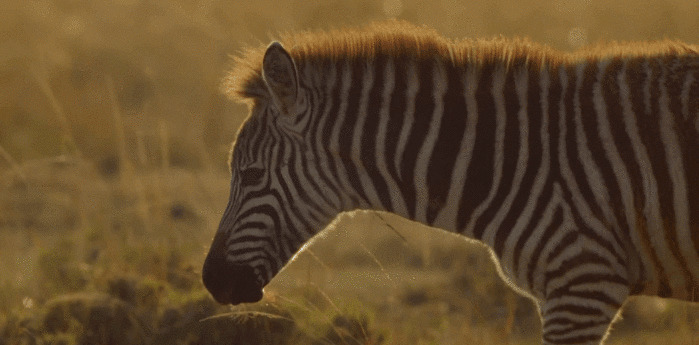 草原上孤独的斑马GIF图片