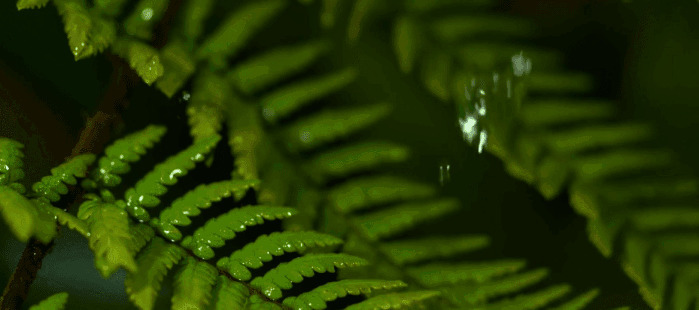 雨滴落在了树叶上GIF图片:雨滴
