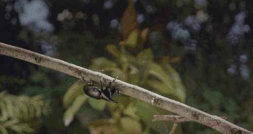 树枝上的黑色昆虫GIF图片:昆虫