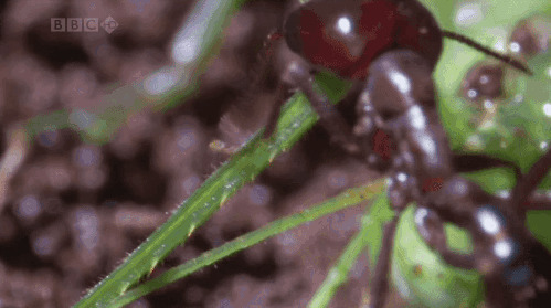蚂蚁咬螳螂GIF图片:蚂蚁