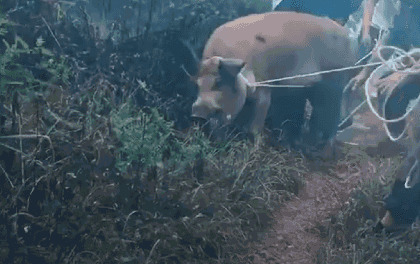 疯狂的野猪GIF图片:野猪