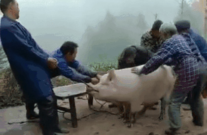 一群人围在一起杀猪GIF图片