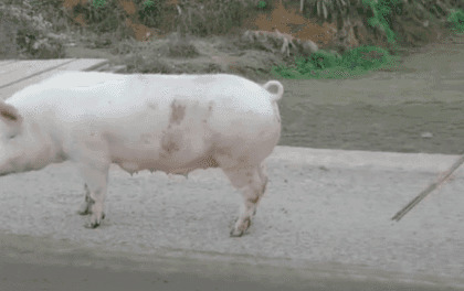 公路上行走的白猪GIF图片