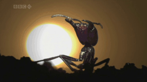 夕阳下的一只蚂蚁GIF图片:蚂蚁