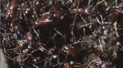 巢穴里的蚂蚁GIF图片