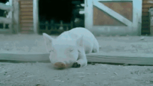 小猪奔跑撞木板GIF图片