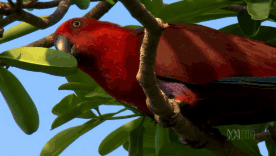 树枝上的鹦鹉GIF图片:鹦鹉