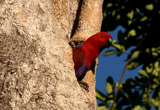 树洞里的鹦鹉GIF图片:鹦鹉