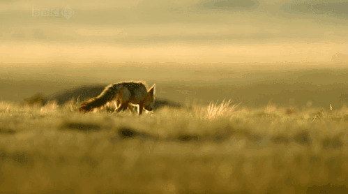 草原上孤独的小狼崽GIF图片:小狼