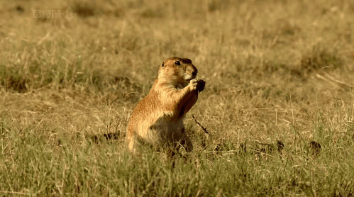 小仓鼠蹲在地上吃食物GIF图片:仓鼠
