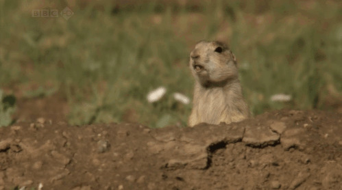小老鼠站在洞口观望着远方GIF图片:小老鼠