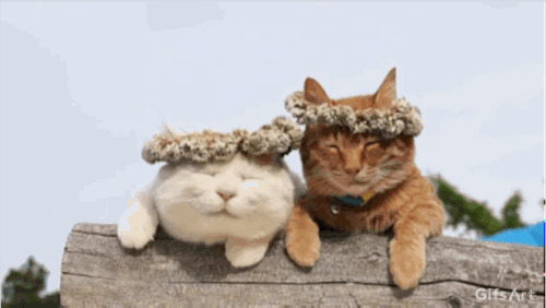 可爱的猫猫戴花环gif图片
