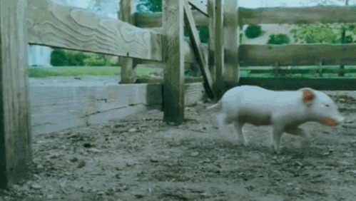 可爱的小猪撞墙gif图片:小猪