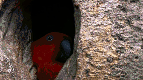 躲在树洞里的鹦鹉gif图片:鹦鹉
