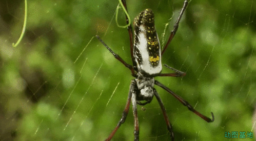 蜘蛛网上的花蜘蛛gif图片