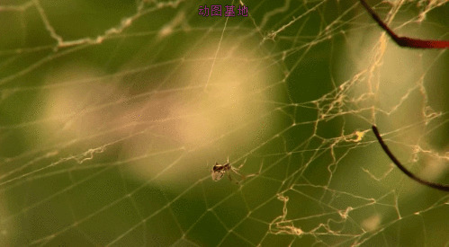 蜘蛛织网gif图片