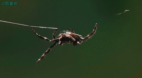 蜘蛛吐丝织网gif图片:蜘蛛