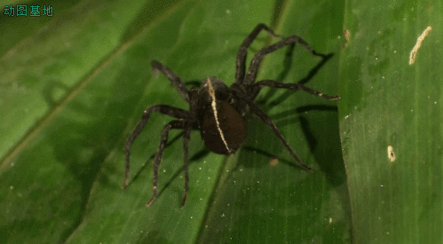 绿叶上的黑蜘蛛gif图片