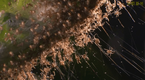 树枝上的蜘蛛幼虫吐丝gif图片:蜘蛛