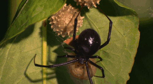 黑蜘蛛下卵gif图片:黑蜘蛛
