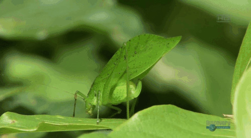 一只绿色的昆虫吃叶子gif图片:昆虫