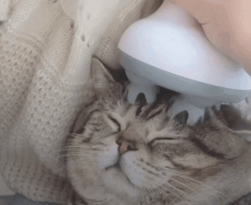 猫咪按摩器gif图片:按摩