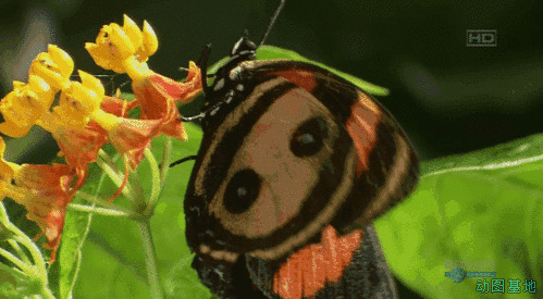 蝴蝶趴在鲜花上煽动者翅膀gif图片
