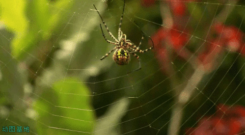 蜘蛛小心翼翼的织网gif图片:蜘蛛