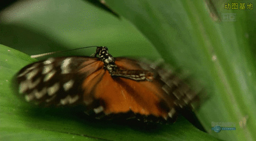 蝴蝶配对gif图片:蝴蝶