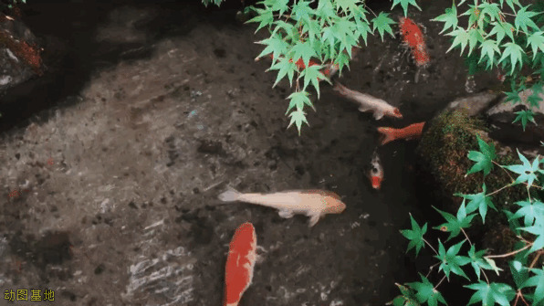 清澈的小溪里面几条小金鱼gif图片:小金鱼