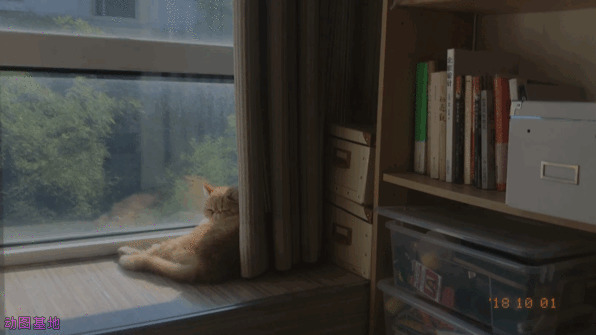 忧伤的猫猫卧在窗边看风景gif图片:猫猫
