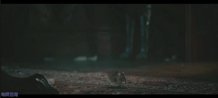 一只成精的小老鼠gif图片:小老鼠