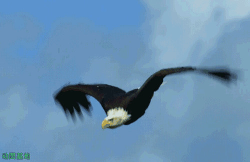 孤鹰在空中飞翔gif图片
